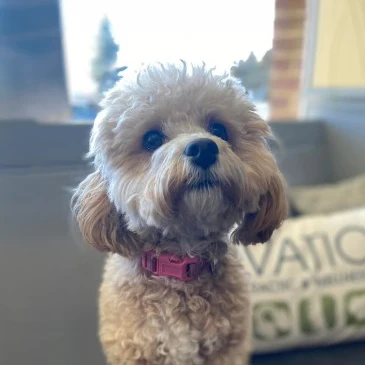 Summer cockapoo greeter